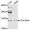 Carcinoembryonic Antigen Related Cell Adhesion Molecule 4 antibody, abx135973, Abbexa, Western Blot image 