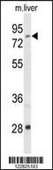 Acyl-CoA Synthetase Short Chain Family Member 2 antibody, 64-023, ProSci, Western Blot image 