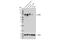 Olfactomedin 4 antibody, 14369S, Cell Signaling Technology, Western Blot image 