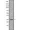 Rho Family GTPase 2 antibody, PA5-68319, Invitrogen Antibodies, Western Blot image 