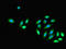 Dynein Axonemal Light Intermediate Chain 1 antibody, orb23624, Biorbyt, Immunocytochemistry image 