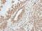 Amylase Alpha 2A (Pancreatic) antibody, PA5-22245, Invitrogen Antibodies, Immunohistochemistry frozen image 