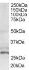 HIV-1 Tat Interactive Protein 2 antibody, 46-499, ProSci, Enzyme Linked Immunosorbent Assay image 