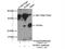 RAB3A, Member RAS Oncogene Family antibody, 15029-1-AP, Proteintech Group, Immunoprecipitation image 