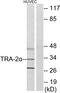 Transformer 2 Alpha Homolog antibody, PA5-38678, Invitrogen Antibodies, Western Blot image 