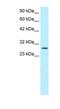 Regulator Of G Protein Signaling 16 antibody, NBP1-55382, Novus Biologicals, Western Blot image 