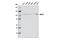 Microtubule Associated Serine/Threonine Kinase Like antibody, 12069S, Cell Signaling Technology, Western Blot image 