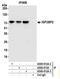 VICKZ family member 2 antibody, A500-012A, Bethyl Labs, Immunoprecipitation image 