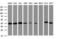 Tubulin Folding Cofactor C antibody, LS-C787128, Lifespan Biosciences, Western Blot image 