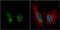 Pre-MRNA Processing Factor 19 antibody, GTX106952, GeneTex, Immunofluorescence image 