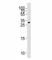 Growth Differentiation Factor 15 antibody, F52733-0.4ML, NSJ Bioreagents, Western Blot image 