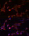 Proteasome 26S Subunit, Non-ATPase 14 antibody, 13-800, ProSci, Immunofluorescence image 