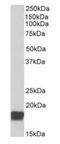 Cold Inducible RNA Binding Protein antibody, orb20652, Biorbyt, Western Blot image 