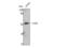 Vitamin D3 receptor antibody, STJ96233, St John
