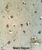 Mitochondrial Carrier 2 antibody, abx032542, Abbexa, Immunohistochemistry frozen image 