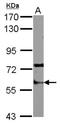 Staufen Double-Stranded RNA Binding Protein 1 antibody, NBP2-20508, Novus Biologicals, Western Blot image 