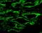 Aquaporin 4 antibody, NBP1-97928, Novus Biologicals, Immunocytochemistry image 