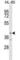 Ankyrin Repeat And BTB Domain Containing 1 antibody, abx029410, Abbexa, Western Blot image 