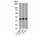 GAPDH antibody, 33-017, ProSci, Western Blot image 