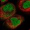 Karyopherin Subunit Alpha 3 antibody, NBP2-38541, Novus Biologicals, Immunofluorescence image 