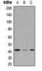 Homeobox C10 antibody, orb234874, Biorbyt, Western Blot image 