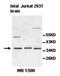 Cellular Communication Network Factor 2 antibody, orb77296, Biorbyt, Western Blot image 