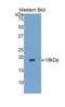 Gastrokine-3 antibody, LS-C294183, Lifespan Biosciences, Western Blot image 