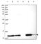 TRX1 antibody, HPA047478, Atlas Antibodies, Western Blot image 