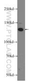 Centrosomal Protein 135 antibody, 24428-1-AP, Proteintech Group, Western Blot image 