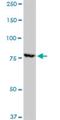 Ribosomal Protein S6 Kinase A1 antibody, H00006195-M02, Novus Biologicals, Western Blot image 