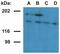 Ubinuclein 1 antibody, GTX79859, GeneTex, Western Blot image 