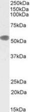 Perilipin 1 antibody, NB100-60554, Novus Biologicals, Western Blot image 