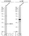 G Protein Subunit Alpha Transducin 2 antibody, GTX134342, GeneTex, Western Blot image 