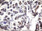 3 OY11.1 antibody, LS-C336937, Lifespan Biosciences, Immunohistochemistry paraffin image 
