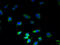 C9orf46 antibody, A67582-100, Epigentek, Immunofluorescence image 