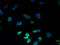 Plasminogen Receptor With A C-Terminal Lysine antibody, A67582-100, Epigentek, Immunofluorescence image 