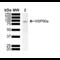 Trafficking Kinesin Protein 2 antibody, SMC-483D-APCCY7, StressMarq, Western Blot image 