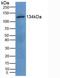 Epidermal Growth Factor antibody, LS-C305435, Lifespan Biosciences, Western Blot image 