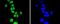 Cyclin E1 antibody, NBP2-67760, Novus Biologicals, Immunofluorescence image 