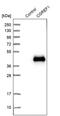 Cell Growth Regulator With EF-Hand Domain 1 antibody, PA5-52536, Invitrogen Antibodies, Western Blot image 