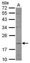 Ubiquitin-Fold Modifier Conjugating Enzyme 1 antibody, PA5-31895, Invitrogen Antibodies, Western Blot image 