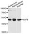 MAF BZIP Transcription Factor B antibody, A10077, ABclonal Technology, Western Blot image 