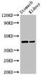 Cell Adhesion Molecule 3 antibody, orb52422, Biorbyt, Western Blot image 