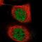 TOPBP1 Interacting Checkpoint And Replication Regulator antibody, NBP2-68674, Novus Biologicals, Immunofluorescence image 