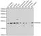 RNA Polymerase II Subunit G antibody, 22-504, ProSci, Western Blot image 