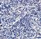 ORAI Calcium Release-Activated Calcium Modulator 3 antibody, NBP2-82013, Novus Biologicals, Immunohistochemistry paraffin image 