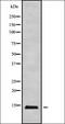 RNA Polymerase III Subunit K antibody, orb338255, Biorbyt, Western Blot image 