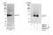 RTF1 Homolog, Paf1/RNA Polymerase II Complex Component antibody, NB600-277, Novus Biologicals, Western Blot image 
