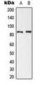 Cortactin antibody, orb216099, Biorbyt, Western Blot image 