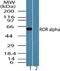 RAR Related Orphan Receptor A antibody, PA5-23267, Invitrogen Antibodies, Western Blot image 